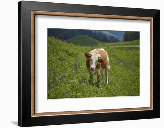 domestic cattles, Bos primigenius Taurus, meadow, frontal, stand, looking into camera-David & Micha Sheldon-Framed Photographic Print