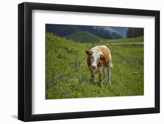 domestic cattles, Bos primigenius Taurus, meadow, frontal, stand, looking into camera-David & Micha Sheldon-Framed Photographic Print