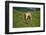 domestic cattles, Bos primigenius Taurus, meadow, frontal, stand, looking into camera-David & Micha Sheldon-Framed Photographic Print