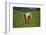 domestic cattles, Bos primigenius Taurus, meadow, frontal, stand, looking into camera-David & Micha Sheldon-Framed Photographic Print