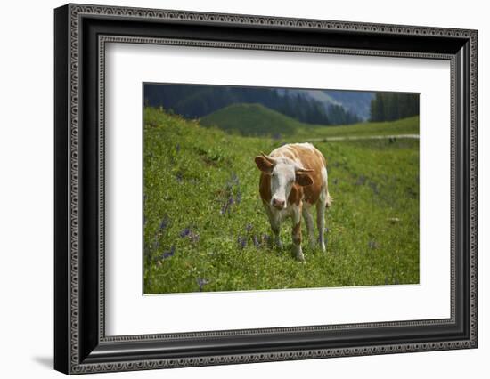 domestic cattles, Bos primigenius Taurus, meadow, frontal, stand, looking into camera-David & Micha Sheldon-Framed Photographic Print