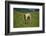 domestic cattles, Bos primigenius Taurus, meadow, frontal, stand, looking into camera-David & Micha Sheldon-Framed Photographic Print