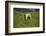 domestic cattles, Bos primigenius Taurus, meadow, frontal, stand, looking into camera-David & Micha Sheldon-Framed Photographic Print