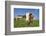 domestic cattles, Bos primigenius Taurus, meadow, frontal, stand, looking into camera-David & Micha Sheldon-Framed Photographic Print