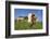 domestic cattles, Bos primigenius Taurus, meadow, frontal, stand, looking into camera-David & Micha Sheldon-Framed Photographic Print