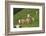 domestic cattles, Bos primigenius Taurus, meadow, frontal, stand, looking into camera-David & Micha Sheldon-Framed Photographic Print