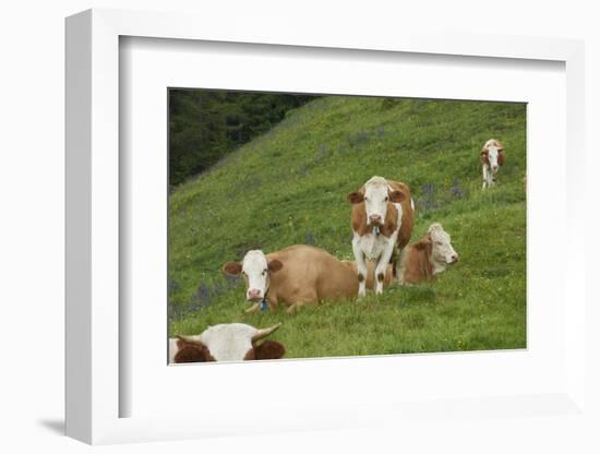 domestic cattles, Bos primigenius Taurus, meadow, frontal, stand, looking into camera-David & Micha Sheldon-Framed Photographic Print