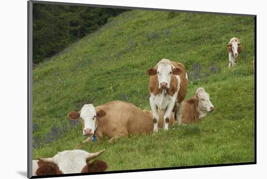 domestic cattles, Bos primigenius Taurus, meadow, frontal, stand, looking into camera-David & Micha Sheldon-Mounted Photographic Print