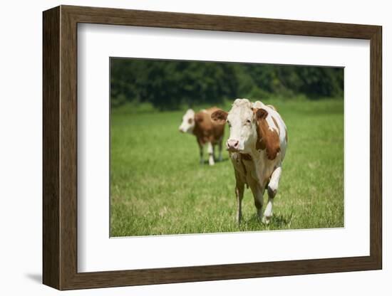 domestic cattles, Bos primigenius Taurus, meadow, frontal, stand, looking into camera-David & Micha Sheldon-Framed Photographic Print