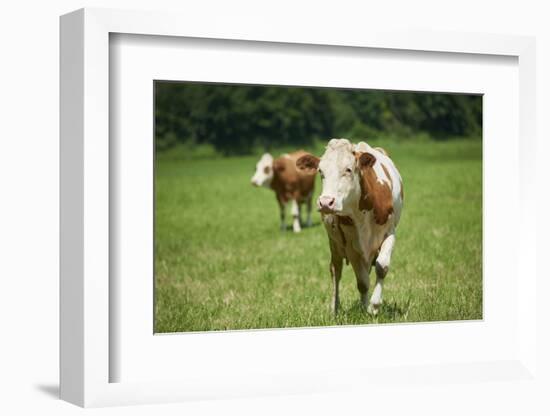 domestic cattles, Bos primigenius Taurus, meadow, frontal, stand, looking into camera-David & Micha Sheldon-Framed Photographic Print