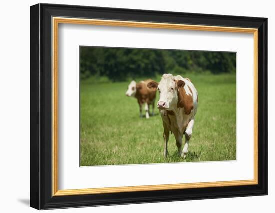 domestic cattles, Bos primigenius Taurus, meadow, frontal, stand, looking into camera-David & Micha Sheldon-Framed Photographic Print