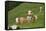 domestic cattles, Bos primigenius Taurus, meadow, frontal, stand, looking into camera-David & Micha Sheldon-Framed Stretched Canvas