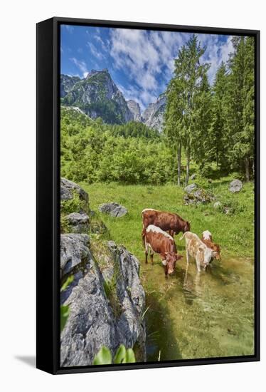 domestic cattles, Bos primigenius Taurus, meadow, lake, shore, frontal, stand, looking into camera-David & Micha Sheldon-Framed Stretched Canvas