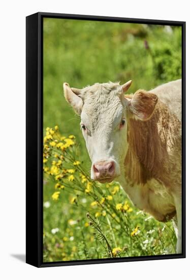 domestic cattles, Bos primigenius Taurus, portrait, frontal, looking into camera-David & Micha Sheldon-Framed Stretched Canvas
