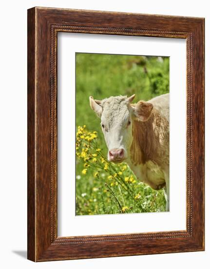 domestic cattles, Bos primigenius Taurus, portrait, frontal, looking into camera-David & Micha Sheldon-Framed Photographic Print