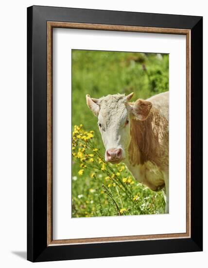 domestic cattles, Bos primigenius Taurus, portrait, frontal, looking into camera-David & Micha Sheldon-Framed Photographic Print