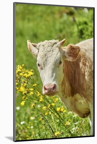 domestic cattles, Bos primigenius Taurus, portrait, frontal, looking into camera-David & Micha Sheldon-Mounted Photographic Print