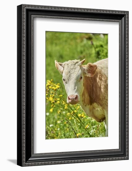 domestic cattles, Bos primigenius Taurus, portrait, frontal, looking into camera-David & Micha Sheldon-Framed Photographic Print
