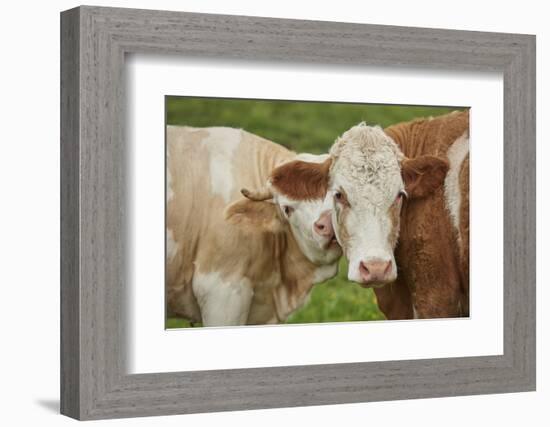 domestic cattles, Bos primigenius Taurus, portrait, meadow, frontal, looking into camera-David & Micha Sheldon-Framed Photographic Print