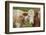 domestic cattles, Bos primigenius Taurus, portrait, meadow, frontal, looking into camera-David & Micha Sheldon-Framed Photographic Print