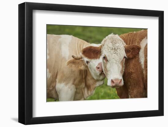 domestic cattles, Bos primigenius Taurus, portrait, meadow, frontal, looking into camera-David & Micha Sheldon-Framed Photographic Print