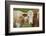 domestic cattles, Bos primigenius Taurus, portrait, meadow, frontal, looking into camera-David & Micha Sheldon-Framed Photographic Print