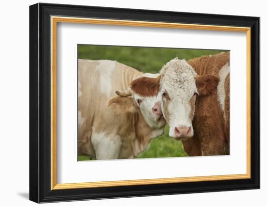 domestic cattles, Bos primigenius Taurus, portrait, meadow, frontal, looking into camera-David & Micha Sheldon-Framed Photographic Print