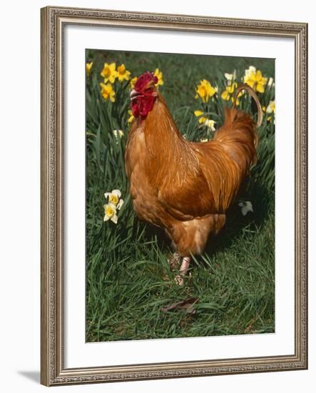 Domestic Chicken, Amongst Daffodils, USA-Lynn M. Stone-Framed Photographic Print