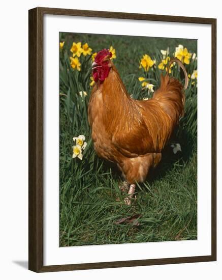 Domestic Chicken, Amongst Daffodils, USA-Lynn M. Stone-Framed Photographic Print