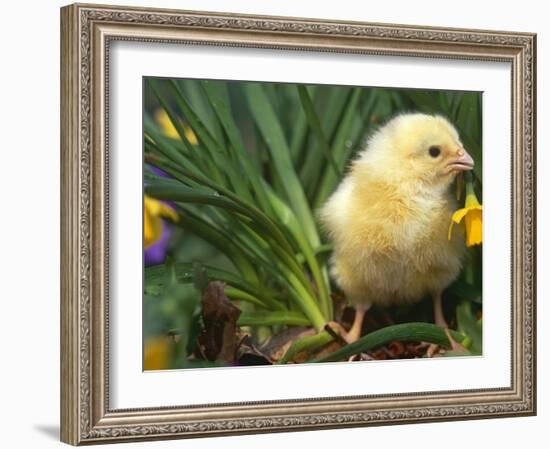 Domestic Chicken, Baby Chick, USA-Lynn M. Stone-Framed Photographic Print