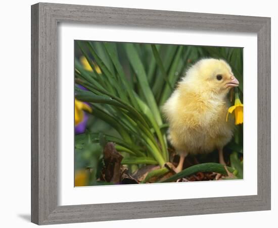 Domestic Chicken, Baby Chick, USA-Lynn M. Stone-Framed Photographic Print