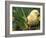 Domestic Chicken, Baby Chick, USA-Lynn M. Stone-Framed Photographic Print