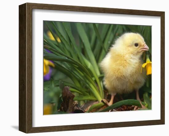 Domestic Chicken, Baby Chick, USA-Lynn M. Stone-Framed Photographic Print