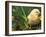 Domestic Chicken, Baby Chick, USA-Lynn M. Stone-Framed Photographic Print