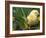 Domestic Chicken, Baby Chick, USA-Lynn M. Stone-Framed Photographic Print