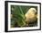 Domestic Chicken, Baby Chick, USA-Lynn M. Stone-Framed Photographic Print