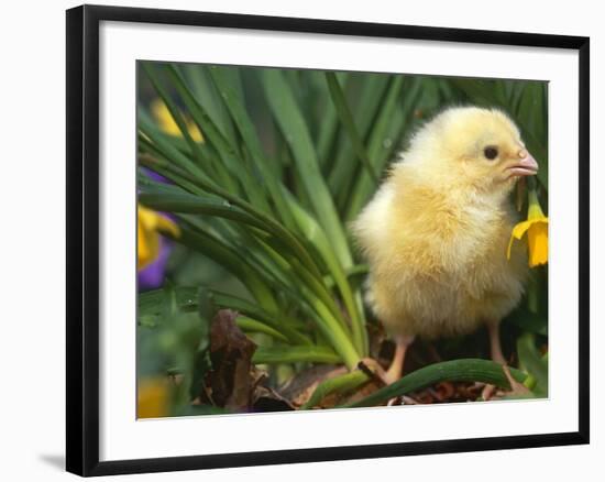 Domestic Chicken, Baby Chick, USA-Lynn M. Stone-Framed Photographic Print