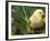 Domestic Chicken, Baby Chick, USA-Lynn M. Stone-Framed Photographic Print