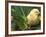 Domestic Chicken, Baby Chick, USA-Lynn M. Stone-Framed Photographic Print