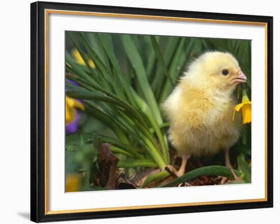 Domestic Chicken, Baby Chick, USA-Lynn M. Stone-Framed Photographic Print