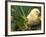 Domestic Chicken, Baby Chick, USA-Lynn M. Stone-Framed Photographic Print