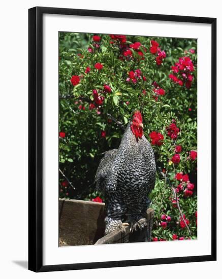 Domestic Chicken, Barred Rock Cochin Bantam Rooster, Iowa, USA-Lynn M^ Stone-Framed Photographic Print