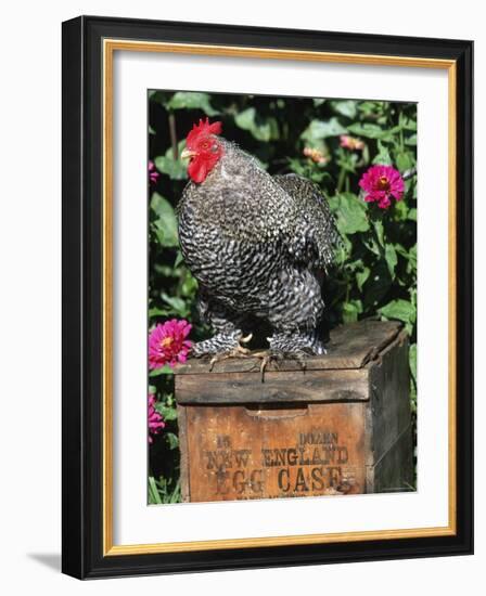 Domestic Chicken, Barred Rock Cohin Bantam Rooster, Iowa, USA-Lynn M. Stone-Framed Photographic Print