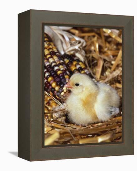 Domestic Chicken Chick-Lynn M. Stone-Framed Premier Image Canvas