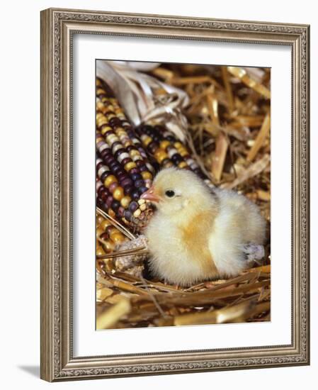 Domestic Chicken Chick-Lynn M. Stone-Framed Photographic Print