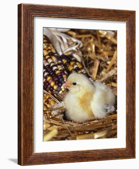 Domestic Chicken Chick-Lynn M. Stone-Framed Photographic Print