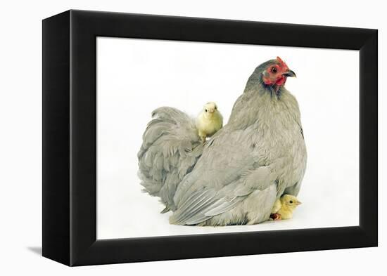 Domestic Chicken Hen and Chicks-null-Framed Premier Image Canvas