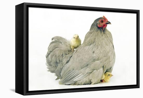 Domestic Chicken Hen and Chicks-null-Framed Premier Image Canvas