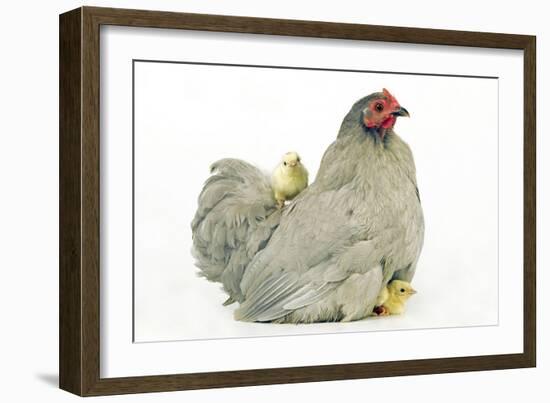 Domestic Chicken Hen and Chicks-null-Framed Photographic Print