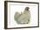 Domestic Chicken Hen and Chicks-null-Framed Photographic Print